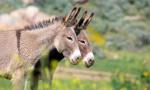 La polémica está servida: pusieron a la venta de carne de burro como alternativa económica en Chubut.