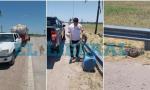 Rescatan a una lampalagua que se metió en el acoplado de una camioneta.