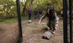 La bióloga que vive en el monte chaqueño para trabajar en la reintroducción de especies.