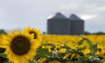 La molienda de girasol superó las 500.000 toneladas.