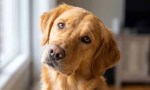 Día del animal: cuáles son las 10 razas de perros más tranquilas para tener en casa.