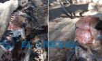 Sorpresa en Avellaneda por el nacimiento de un cabrito con malformaciones.