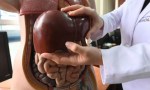 Día Mundial contra la Hepatitis: conocerla para combatirla.