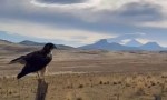 Cinco historias de rescate y esperanza para la fauna silvestre