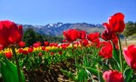 Resultados positivos de la primera temporada de tulipanes en Huinganco