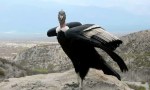 Avances clave para la conservación de una especie emblemática