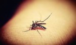 El mosquito del dengue es “mascota”: médico marcó qué elemento hay que eliminar