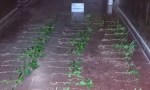 Marihuana en El Galpón