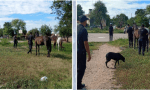 Animales sueltos: Piden el decomiso de equinos secuestrados por incumplimiento de sanciones contravencionales