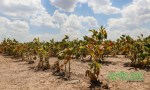 Declaran la Emergencia Agropecuaria en Santa Fe por la sequía