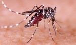 Vacuna contra el dengue: en 15 días podría estar disponible en las farmacias de Santa Fe