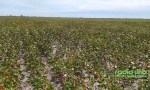 Situación del cultivo de algodón en la provincia de Santa Fe durante el mes de marzo