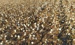 Situación del cultivo del algodón en la provincia de Santa Fe, mayo de 2023 