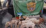 El Nochero: Recuperaron porcinos sustraídos en Santa Margarita