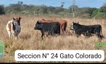 Gato Colorado: “Los Pumas “ esclarecen un abigeato de ganado menor e intromisión de ganado en campo vecino