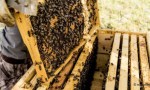 Recomendaciones sanitarias para la prevención del pequeño escarabajo de las colmenas
