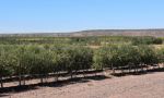 Asistencia financiera del Iadep a una productora de aceite de oliva cerca de Añelo
