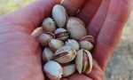 Crece en Argentina el interés inversor en el pistacho