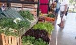 Advierten que las heladas podrían afectar el precio del tomate y las verduras de hojas