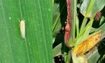 Entre la sequía y la chicharrita se estima perder el 50% del maíz