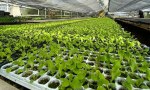 MÁS PRODUCCIÓN: 1.000.000 DE PLANTINES DE VERDURAS ENTREGADOS DURANTE LA TEMPORADA
