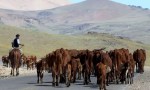 Trashumancia en Neuquen: qué hay que tener en cuenta