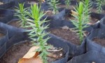 Plantan más de 5.000 araucarias para restaurar un bosque incendiado en el Parque Nacional Lanín