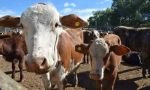 Remates ganaderos en la provincia de Corrientes