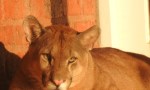 Enorme puma apareció en la zona urbana de una localidad del interior de Corrientes
