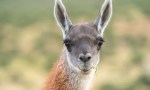 Impulsan una ley para la conservación de la vicuña en Salta