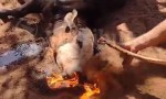 Derrame del pozo petrolero: "El vómito de una vaca se prende fuego, vamos a perder a los animales"