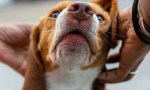 Aumentan los casos de leishmaniasis canina en el norte de Salta: ya superan los del año pasado