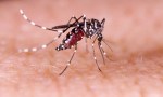 Crece la amenaza por mosquitos de dengue que transmiten dos cepas a la vez