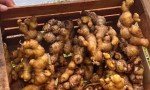 Biofábrica Misiones impulsa en San Vicente, la producción de jengibre con rizomas semilla de calidad para fortalecer la diversificación hortícola 