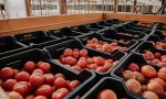 Misiones: Centro Hortícola de San Vicente bate récord con producción de más de 100 toneladas de tomate