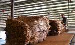 Misiones logró su mejor cosecha de tabaco en 16 años, con más de 39 millones de kgs