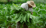 Misiones: Se paga Caja Verde-FET por más de 2.389 millones de pesos