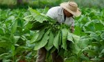 Misiones: Registro y Censo Tabacalero