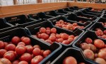 Misiones: En San Vicente combinan cultivos hidropónicos y en suelo para producir tomates, frutillas y pimientos