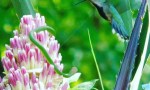 Misiones se suma al “Global Big Day”, jornada de observación de aves más grande del mundo