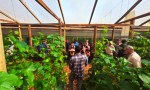 Misiones: Cultivo de melón y sandía contra estación con el fin de mejor rentabilidad