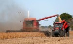 Reducen la estimación de las cosechas de maíz, sorgo y trigo