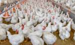 Por brote aviar, Argentina suspende la importación de pollo desde Brasil.
