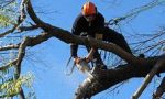 🌳 Poda arbolado público para seguridad 🌳