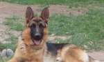 Conmoción por una beba que murió atacada por un perro en San Francisco