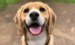 Huinca: El Municipio propuso incrementar al doble las castraciones de mascotas