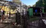 INDIGNACIÓN Y SOLIDARIDAD: ROBARON EN LA HUERTA DE LA ESCUELA DE PINCÉN Y PIDEN AYUDA PARA CERRAR EL PREDIO