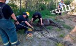 ZAPALA: Bomberos rescatan a caballo que había caído en un pozo
