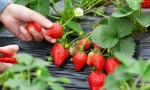 El laboratorio vegetal de Neuquén obtuvo certificación nacional
