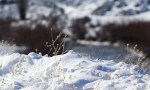 Se esperan fuertes nevadas y viento para el fin de semana